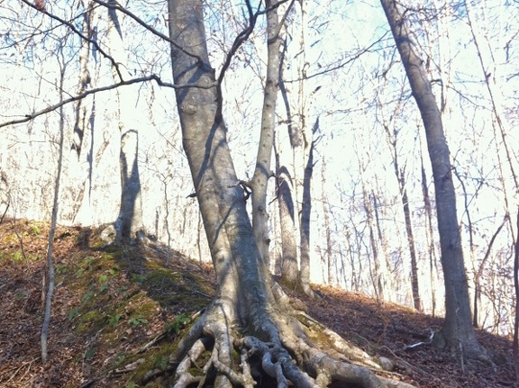 American Beech